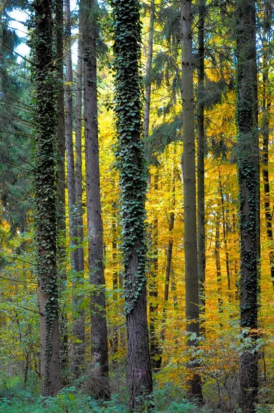 秋のカラフルなトレッスン 美しい秋の森 — ストック写真