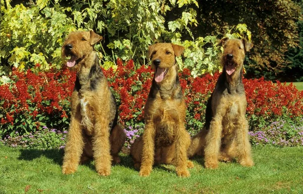Airedale Domestic Dog Canis Lupus Familiaris Fci Standard — Stock Photo, Image