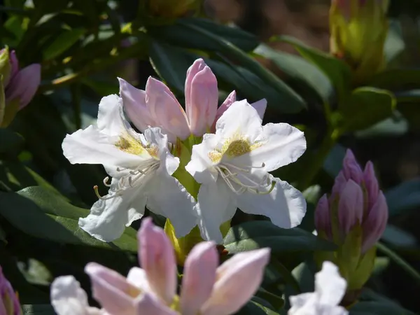 庭に咲くロードデンドロン — ストック写真
