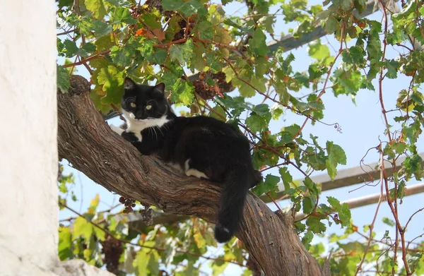 Domestic cat, black and white, lying on the trunk of a vine, Tinos Island, Cyclades, Greece, cat, bicolor, is lying on the trunk of vine, Cyclades, Greece, Non-pedigree wildcat (felis silvestris) forma catus, domesticus, Europe