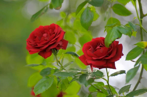 Dwie Czerwone Róże Ogród Różany Oberderdingen — Zdjęcie stockowe