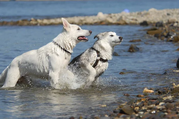 A White Swiss Shepherd domestic dog (canis lupus familiaris) and a young Alaskan Malamute, running side by side through the water, FCI Standard No. 347 and No. 243, a White Swiss Shepherd Dog and a young Alaskan Malamute, running side by side through