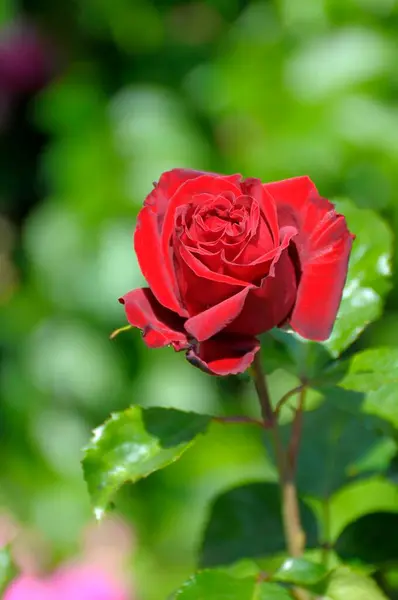 Czerwona Róża Ogrodzie Euroway Rose — Zdjęcie stockowe