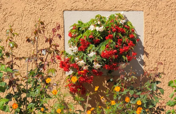 Slopes Begonias Flowering House Wall — Stock Photo, Image