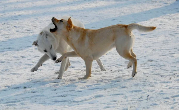White Shepherd, American Canadian Shepherd, Labrador Retriever, paws, domestic dogs (canis lupus familiaris), play, snow, winter, snowy, snowy, run, movement, running, motion, action, fun, dog, dogs, hound, sheepdog, dome