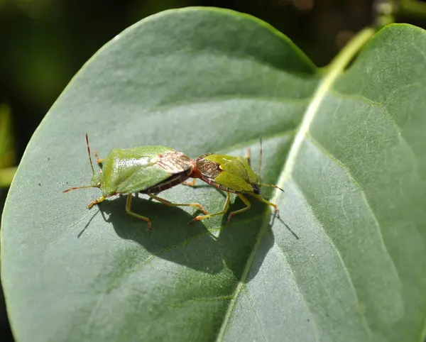 Bug Mating Bug Fedor Verde Bug Escudo Verde Palomena Prasina — Fotografia de Stock