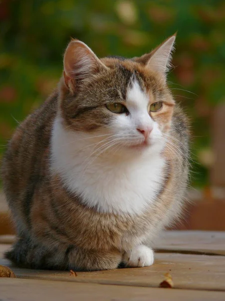 다채로운 고양이 클로즈업 — 스톡 사진
