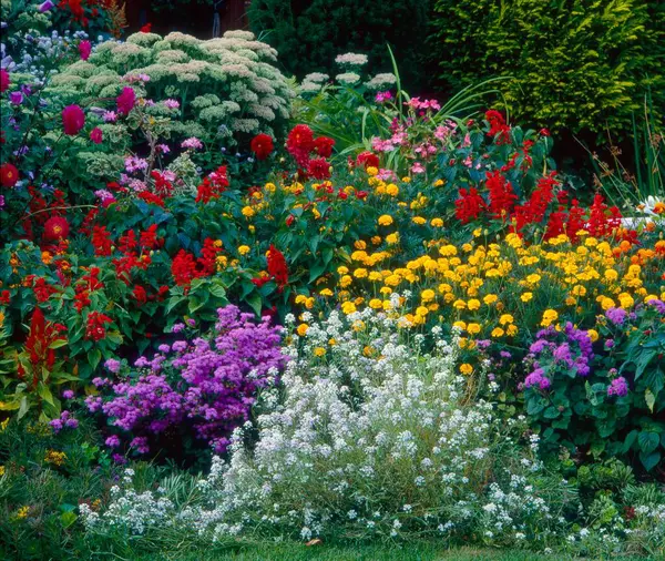 Front Garden Summer Various Perennials — Stock Photo, Image