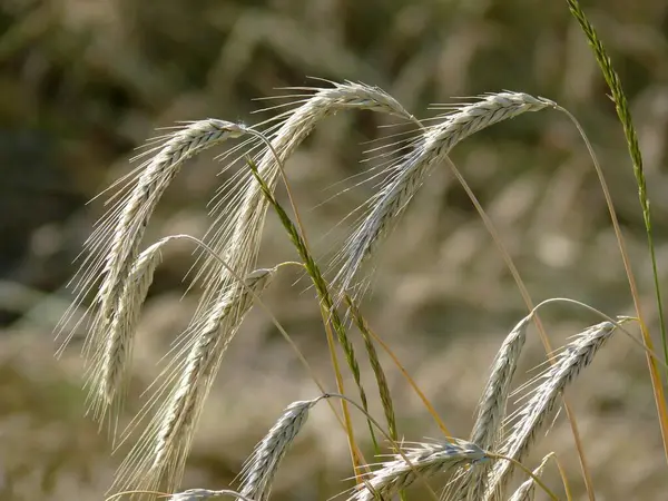 成熟的麦田 黑麦穗 — 图库照片