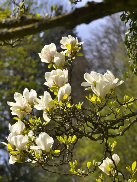 Белые Цветы Магнолии Детальное Фото Крупный План Блюдце Магнолия Magnolia — стоковое фото