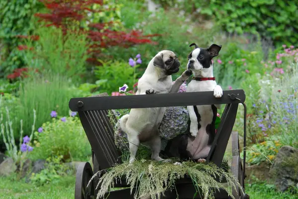 Young Pug, 19 weeks old, and young Boston Terrier, 5 months old, females, standing upright side by side in an old ladder wagon, FCI Standard No. 253 and No. 140, a Pug, puppy 19 weeks old, and a Boston Terrier, 5 months old, females, standing
