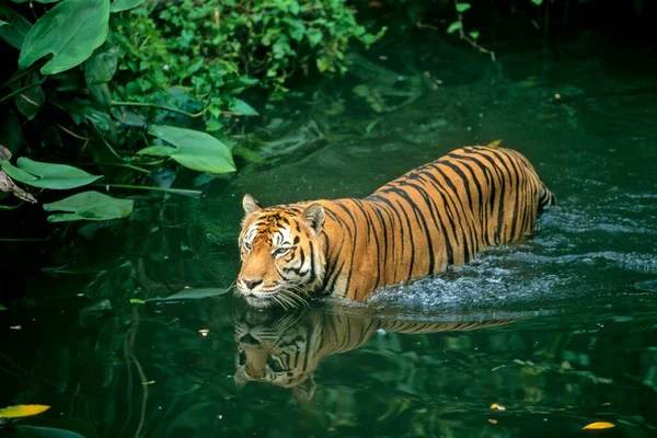 Tigre Sumatra Panthera Tigris Sumatrae Tigre Sumatra Caminha Pela Água — Fotografia de Stock
