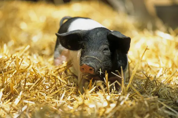 Hallisch Pig Schwbisch Hllisches Landschwein Hay — Stock Photo, Image
