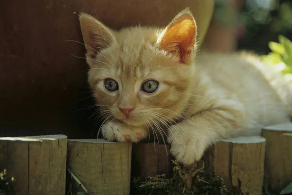 Dům Koťátko Pózování Letní Zahradě — Stock fotografie