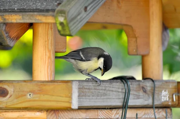 Great Tit Bird House Winter Feeding —  Fotos de Stock