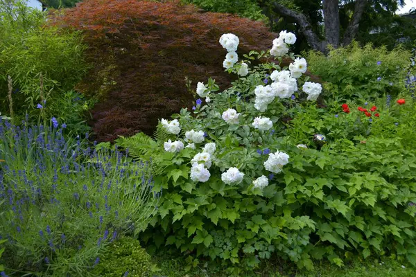 White Roses Perennial Garden Flowering — Stock Photo, Image