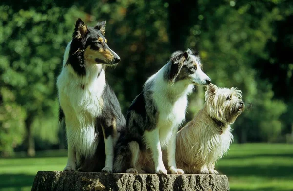 Collie Border Collie Cairn Terrier — Stockfoto