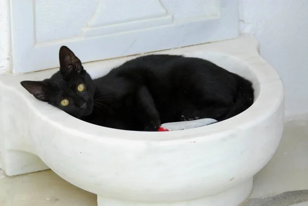 Mladé Domácí Kotě Black Leží Mramorovém Korytě Tinos Island Cyclades — Stock fotografie