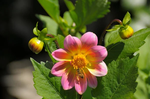 Dahlia Floraison Unique Dans Jardin — Photo