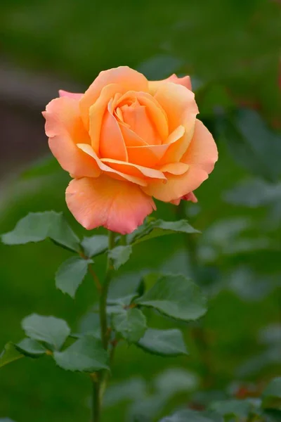 Pojedyncza Róża Pomarańczowa Ogrodzie — Zdjęcie stockowe