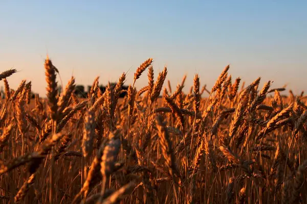Uši Pšeničném Poli Ukrajina — Stock fotografie