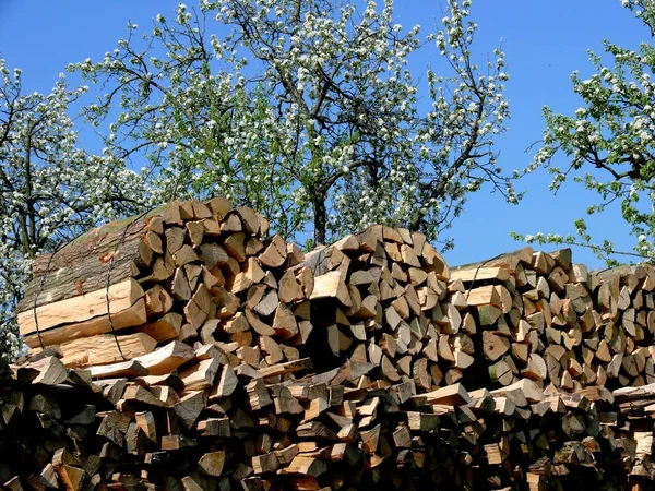Armut Ağacı Çiçeği Avrupa Armudu Pyrus Communis Odun Deposu Odun — Stok fotoğraf