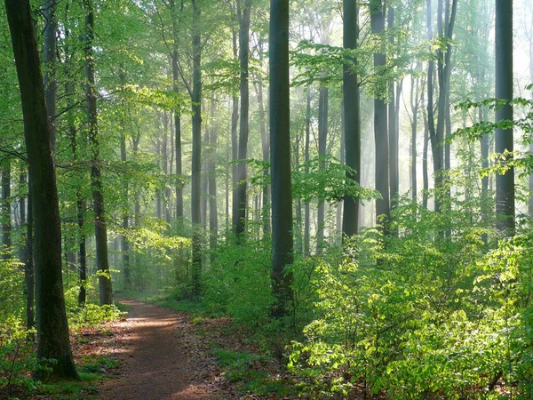 Forêt Décidue Printemps Atmosphère Brumeuse — Photo