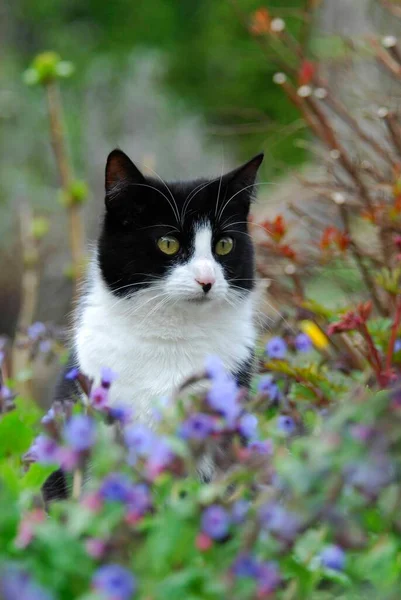 Piękny Kot Ogrodzie — Zdjęcie stockowe