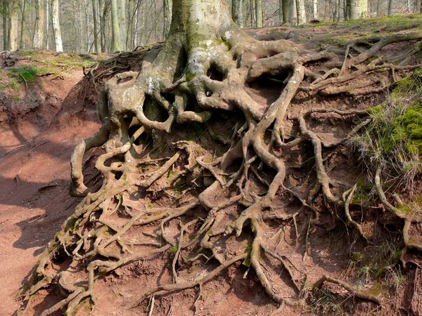 Beech Roots Exposed Erosion — Stock Photo, Image