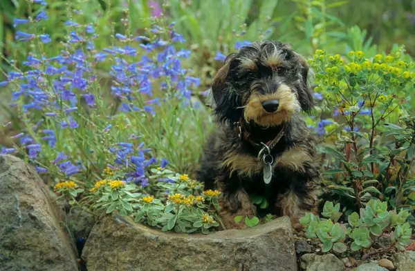 Jeune Rousse Dachshund Femme Lun — Photo