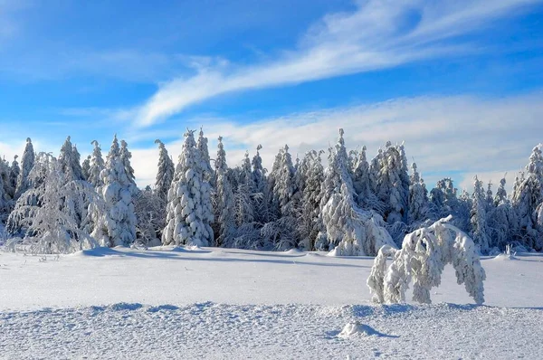 Black Forest Winter Spruce Forest Snowy Landscape Snow Covered Fir — Stock Photo, Image