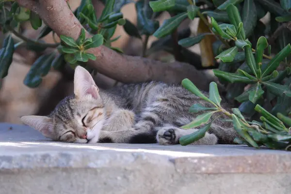 若い家庭用子猫 タビー 茂みの下で寝ているキット キット 茂みの下で昼寝を取る キクラデス ギリシャ 非プリーツリー野生猫 フェリスシルベストリス ヨーロッパ — ストック写真