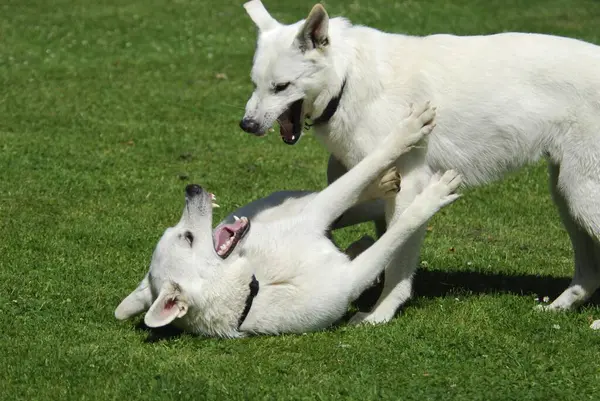 Zwei Weiße Schäferhunde Rüden Die Zusammen Auf Einer Weide Spielen — Stockfoto