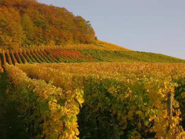 Schöner Weinberg Weinanbaugebiet — Stockfoto