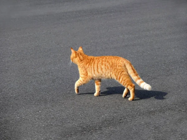 Şehirdeki Kedi — Stok fotoğraf