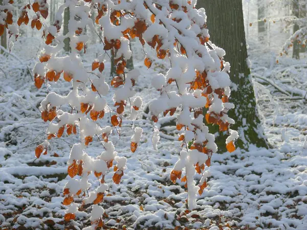 Bosque Invierno Con Nieve Hojas Haya Con Nieve Rama Haya —  Fotos de Stock