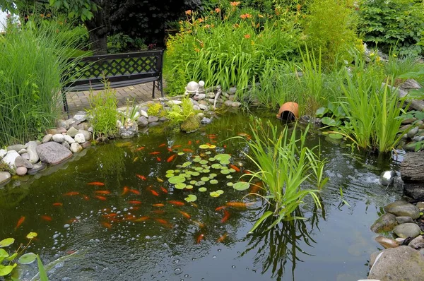 Garden Pond Goldfish Garden Bench — Stock Photo, Image