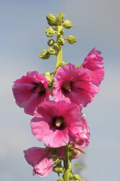 Bahçede Güller Açan Güller Güller Açan Güller Alcea Rosea — Stok fotoğraf