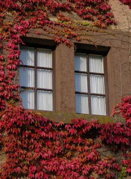 Wilder Wein Herbst Hausfassade Fenster — Stockfoto