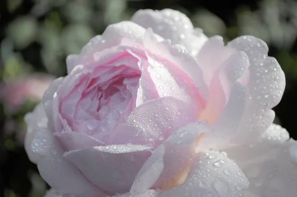 Rose Arbustive Blanche Rouge Avec Gouttes Eau Rose Anglaise Dans — Photo