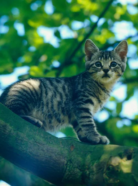 Mladý Tabby Dům Kotě Stromě — Stock fotografie