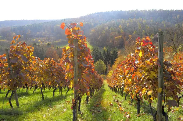 Bunte Weinberge Herbst Bei Oberderdingen Bunte Weiße Reben Nebel Herbstwald — Stockfoto