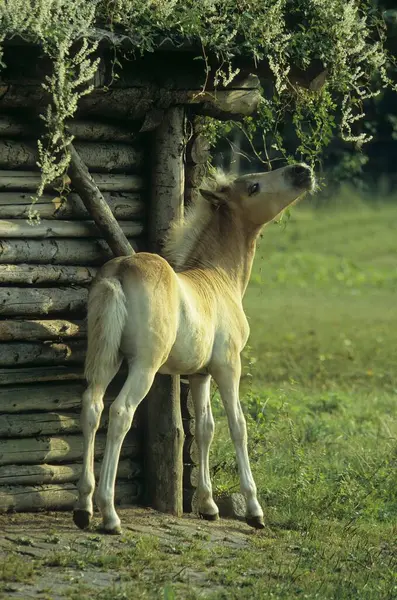 Haflinger小鹿背景视图 — 图库照片