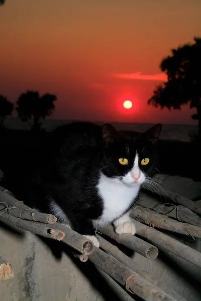 Εγχώρια Γάτα Στο Ηλιοβασίλεμα — Φωτογραφία Αρχείου