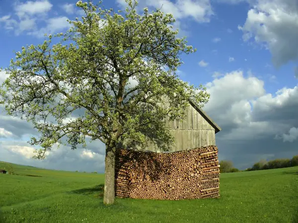 农场谷仓里有苹果树Frh弗里德里希韦勒 黑森林 伍尔特 — 图库照片