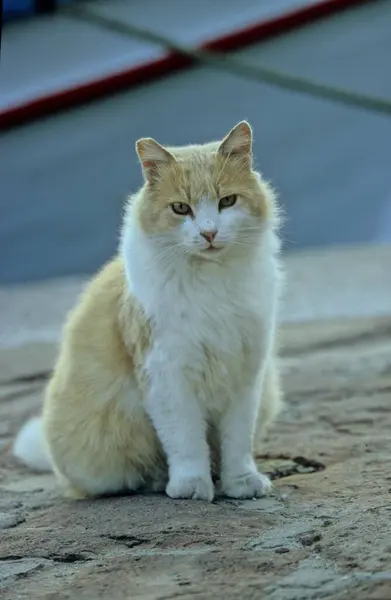 年轻的红白相间的猫 年幼的红白相间的小猫坐在石路上 — 图库照片