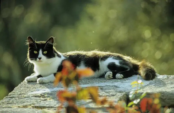 黒と白の家猫 石の壁に横たわる黒と白の子猫 レスボス ギリシャ ヨーロッパ — ストック写真