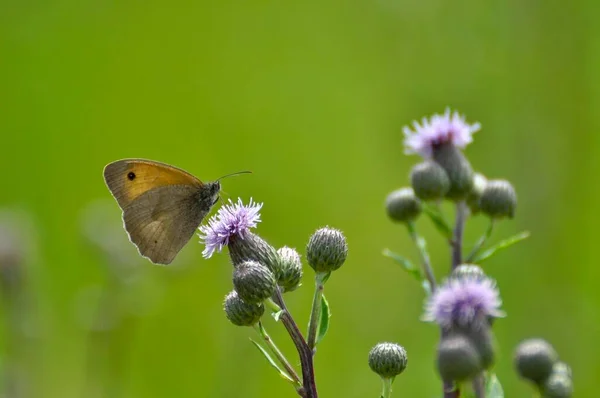 Πεταλούδα Hay Πεταλούδα Στο Άνθος Γαϊδουράγκαθο — Φωτογραφία Αρχείου