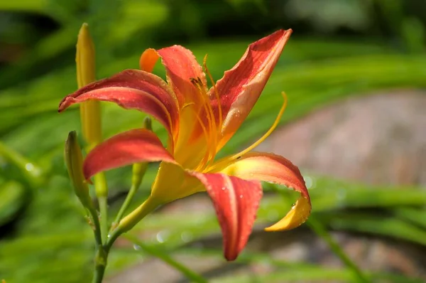 Daylily Flowering Garden — Stock Photo, Image
