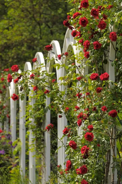 Floração Barroco Ludwigsburg Rosas Escalada Vermelhas Arco Rosa Jardim Rosas — Fotografia de Stock